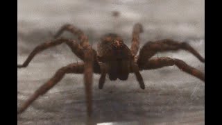 I FOUND A WOLF SPIDER  Enclosure Set Up  Attempted Feeding [upl. by Elman164]