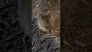 Baby Quokka in Rottnest Island Oct 2024 [upl. by Fanni]