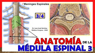 🥇 MÉDULA ESPINAL 34  Meninges Espinales Anatomía ¡Explicación fácil [upl. by Stargell]