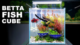 Aquascape Tutorial IKEBANA BETTA FISH Cube Aquarium How To Full Step By Step Planted Tank Guide [upl. by Lleda]