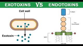 Exotoxin and Endotoxin DR ABDELRAHAMAN ATTIYA [upl. by Ttik]