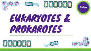 Eukaryotes amp Prokaryotes Cell Structure  Cell Biology 1 AQA GCSE Biology [upl. by Kym]