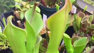 CARNIVOROUS HELIAMPHORA PLANT TOUR NEW BUDS PITCHERS AND CARE TIPS [upl. by Mickelson]