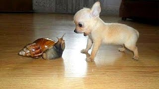 Are CHIHUAHUAS the FUNNIEST DOGS Funniest Dog Videos 2023 [upl. by Mojgan539]