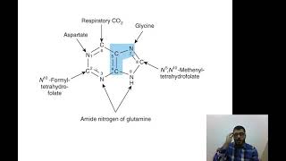 L4 And L5  Metabolism Of Purines And Pyrimidines [upl. by Deron]