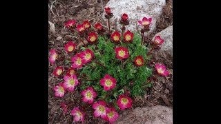 59 Que planta é essa  Saxifraga  Saxifragaceae [upl. by Aihseit]