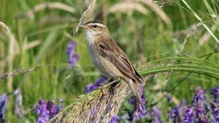 The Sedge Warbler and its song [upl. by Ernald409]