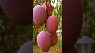 গাছ কিনুন আর ছয় মাসের মধ্যেই গাছ থেকে ফল পান Mango Plants [upl. by Mehitable14]