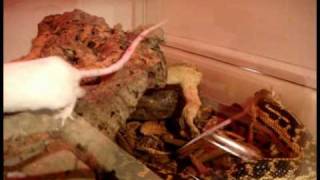 Gonzo the gopher snake eats four 4 mice [upl. by Emerald]