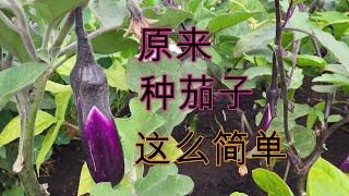 🍆新手种植茄子全过程，室内育苗，移栽，施肥，修剪，收获。种植地区3能收获茄子完全超乎预期。快来和我一起挑战不可能🥰收获超幸福的🤩懂的都懂🍂茄子基本是种植在Zone5Zone12 [upl. by Netsoj]