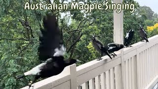 Australian Magpies Singing [upl. by Ahsiekam]