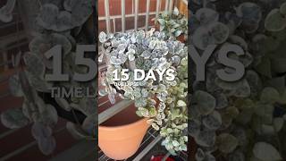 Variegated String of Hearts Time Lapse planttimelapse houseplants succulent plants [upl. by Gnos]