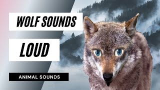 The Animal Sounds Wolf Sounds Loud  animals that produce loud sound  noise  hq [upl. by Akemeuwkuhc]