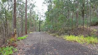 Sulphurcrested Cockatoo in the Moggill Forest [upl. by Anem]