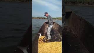 The process of feeding corn to lake fish [upl. by Ettenwad]