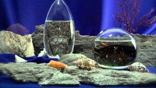 EcoSphere Introduction Video [upl. by Cathrin]