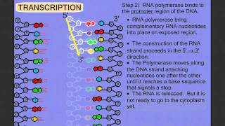 Protein Synthesis Stage 1 Transcription [upl. by Boorer879]