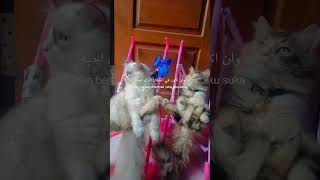 shkran lak ustadh faizar lianah ealamani ashya kathiratun 😇🙏 viralvideo funny cat [upl. by Eisaj240]