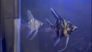 ADDING ANGELFISH INTO THE 29 GALLON AQUARIUM [upl. by Catriona]