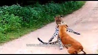 Dog barks and chases off leopard that came to attack him [upl. by Ingold316]