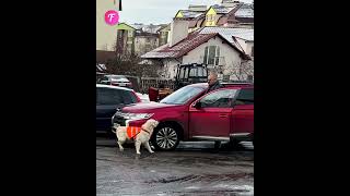 Guide dog bravely halts traffic for owner shorts [upl. by Aldus]