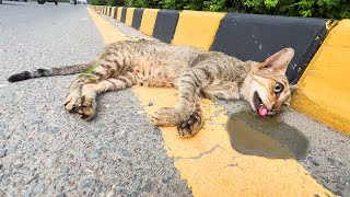 Dying Mother Cat and Crying Kittens From Busy Road Against All Odds Rescue Story [upl. by Haon146]