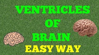 VENTRICLES OF BRAIN EASY WAY [upl. by Garges666]