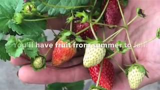 Strawberries in a Hanging Basket at Willey Farms [upl. by Eltsyrc]