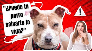 quot¡Tu Perro Podría Salvarte la Vida Cómo Detectan Enfermedades Antes que los Médicosquot [upl. by Coates820]