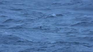 European Storm Petrel  Stormsvala Hydrobates pelagicus [upl. by Erehc756]