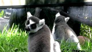 Ringtailed lemurs with mirror [upl. by Bruell]