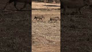 Warthogs 2024 wildlife animals corbett nature jimcorbett deer hunting [upl. by Nimoynib]