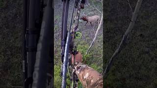 Archery Elk KILL SHOT elkhunt [upl. by Aihsat]