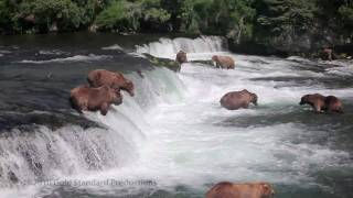 Brown Bears fishing at Brooks River Falls Katmai Natl Pk Alaska HD [upl. by Ahsoet297]