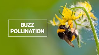 Buzz Pollination [upl. by Runkle]