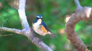 ルリビタキ（2）綺麗な個体  Red flanked bluetail  Wild Bird  野鳥 動画図鑑 [upl. by Dermott]