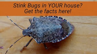 Stink Bugs in Your House How and why they are there what they are doing and what you can do [upl. by Leda111]