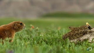 Brave Prairie Dog Confronts Snake  North America [upl. by Natam]