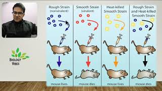 In search of Genetic Material  Griffith  Hershey–Chase  MacLeod–McCarty  Hindi  NCERT [upl. by Nehemiah]