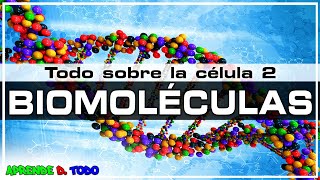 Las biomoléculas  glúcidos lípidos proteínas y ácidos nucleicos Todo sobre la Célula 2 Biología [upl. by Alyce]