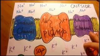 RestingAction Potential in Plain English [upl. by Elliott411]