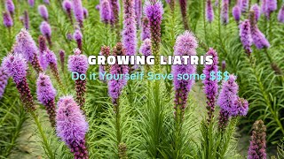 Growing Liatris  How to Grow [upl. by Dirfliw]