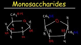 Monosaccharides  Glucose Fructose Galactose amp Ribose  Carbohydrates [upl. by Tahmosh]