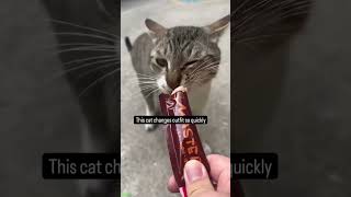 Cat videos 😅 Cat Fails 🐈‍⬛ FunnyCats Ep 4689 [upl. by Scharf213]