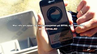 Sjøørretfiske  quotFangstquot En app for fiskere og forskning  Fiskejegeren Production [upl. by Jaala]