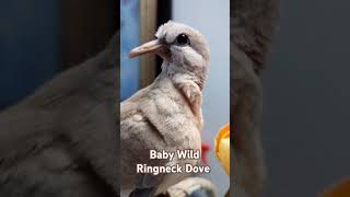 Baby Wild Ringneck Dove available for sale 317 7561680 to get a dove todaydove birds [upl. by Trelu191]