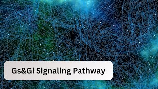 GsGi Signalling Pathway  Biochemistry  Kinnaird College [upl. by Dnomzed637]