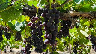 🍇🍇GRAPE PICKING in Southern California USA  Evergreen Produce Aguanga  Cali Que Em [upl. by Anafetse]