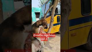 Kismat se militi behna bhai ka maan badayecutepuppy youtubeshortsshortfeeds [upl. by Nairadas]