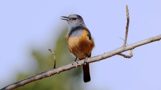 Little RockThrush Singing [upl. by Adnaluy]